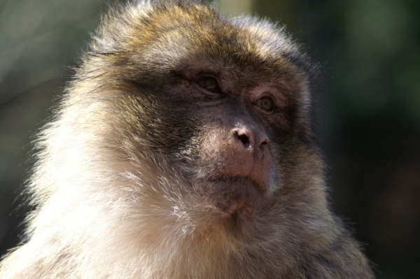 KIENTZHEIM - La montagne des singes - Photo Christelle Ladrire